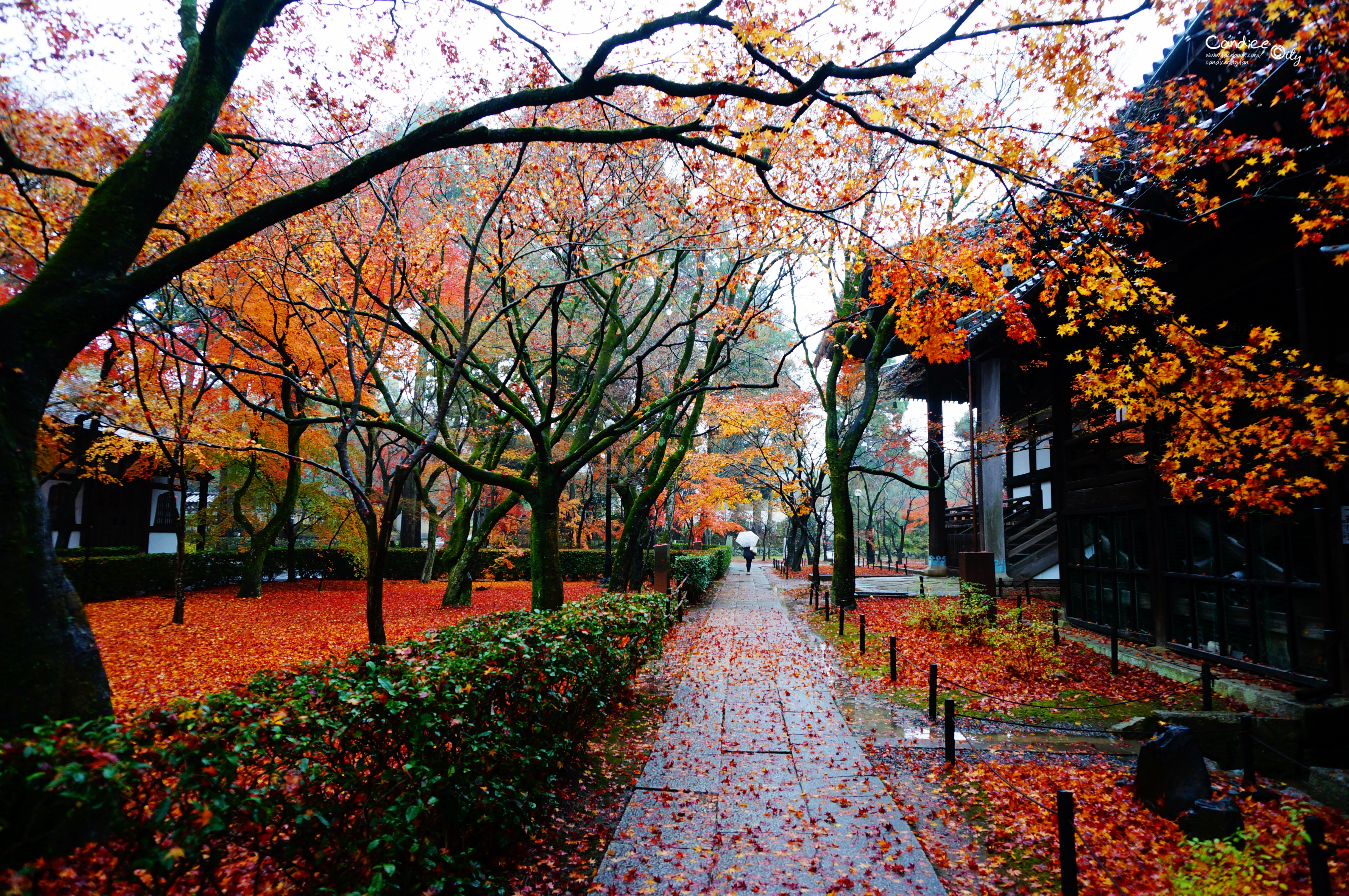 京都賞楓景點&hearts;真如堂 推薦賞楓景點!下雨也浪漫! @陳小沁の吃喝玩樂