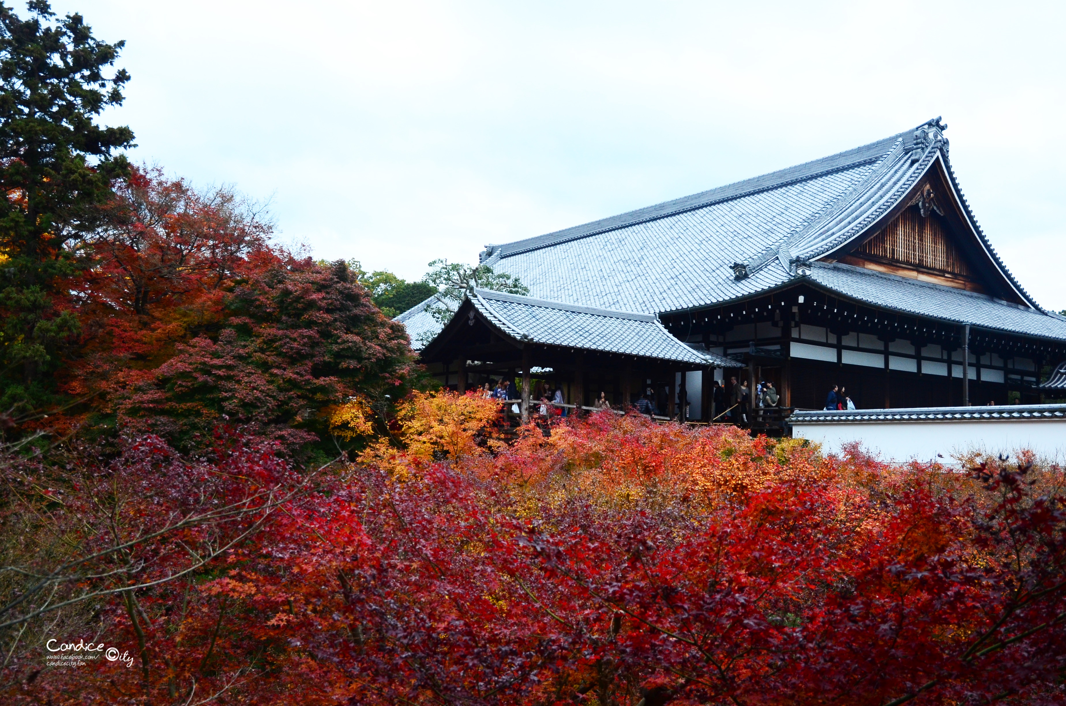 京都賞楓景點&hearts;東福寺賞楓 2014年賞楓最滿意的地方之一 @陳小沁の吃喝玩樂