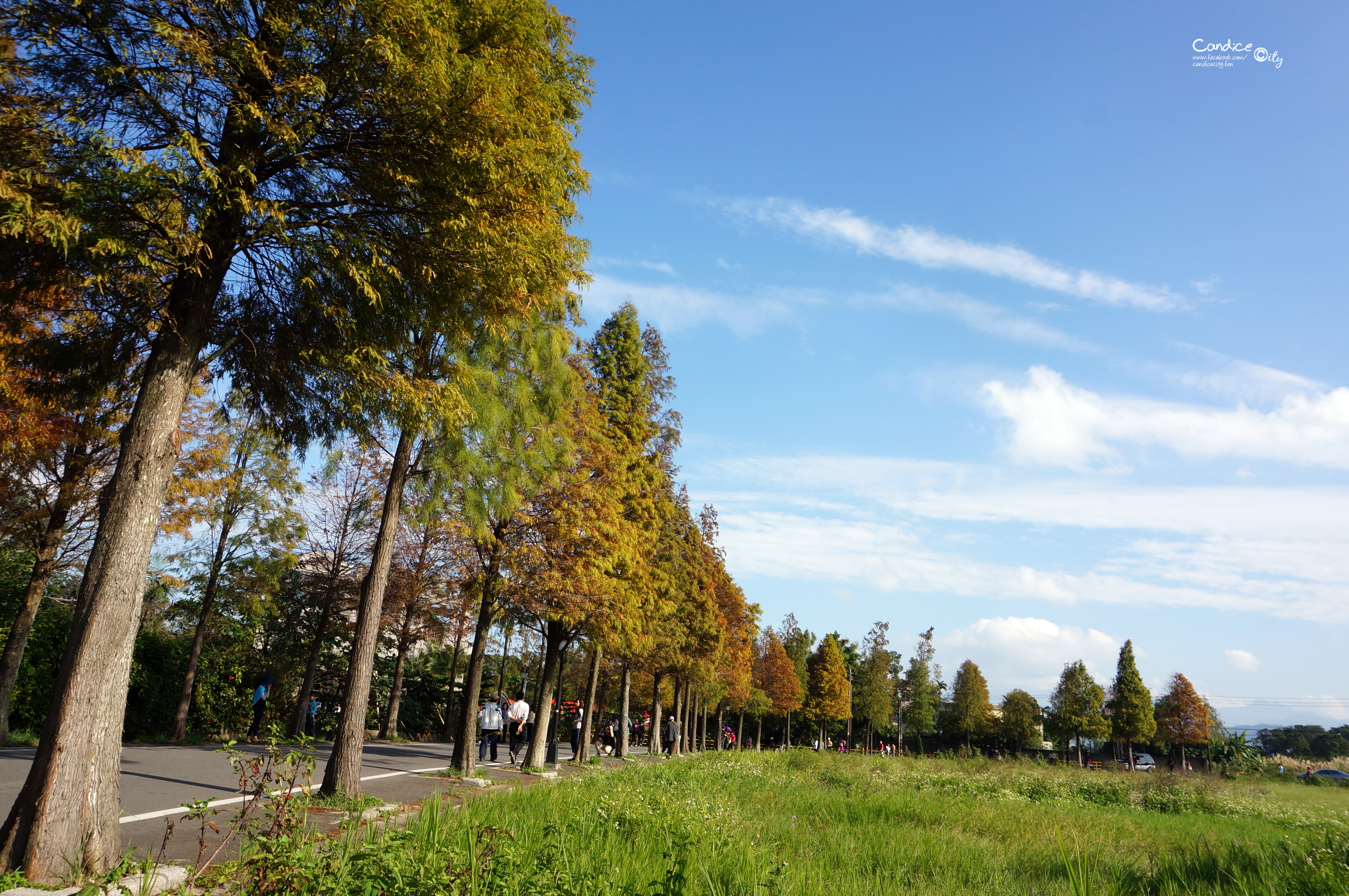 【桃園景點】落羽松大道滿滿異國風情 桃園菸酒公司旁小巷! @陳小沁の吃喝玩樂