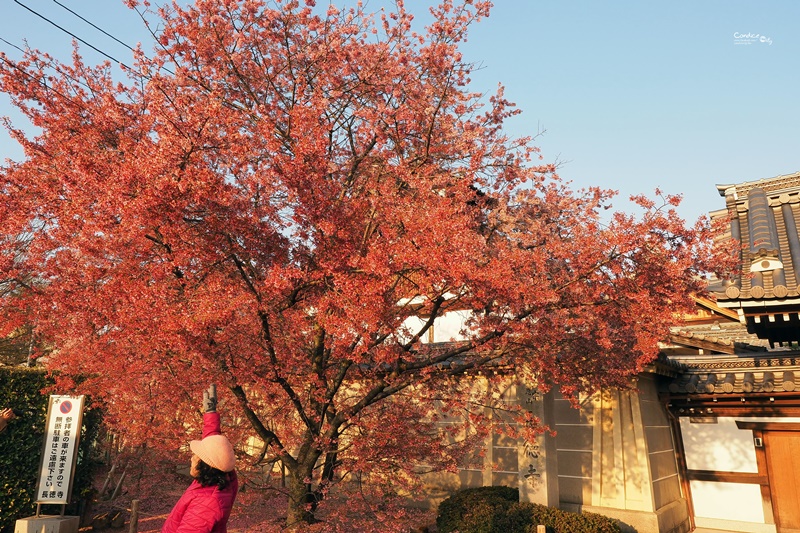 京都賞櫻景點》京都出町柳長德寺,粉色櫻花地毯好浪漫