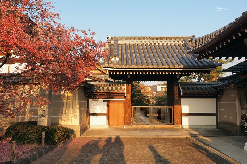 京都賞櫻景點》京都出町柳長德寺,粉色櫻花地毯好浪漫