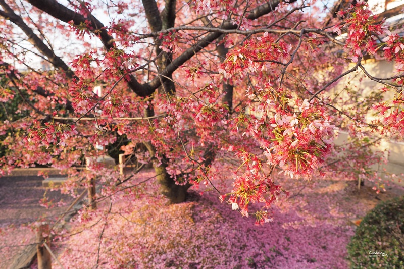 京都賞櫻景點》京都出町柳長德寺,粉色櫻花地毯好浪漫