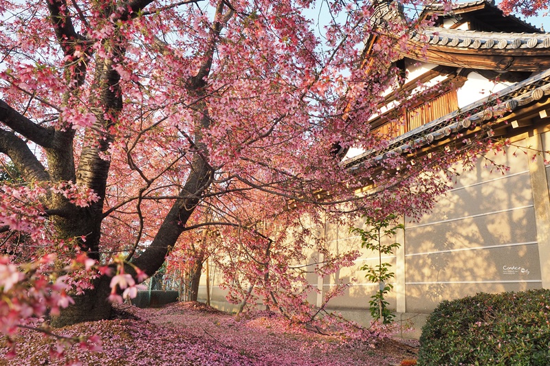 京都賞櫻景點》京都出町柳長德寺,粉色櫻花地毯好浪漫