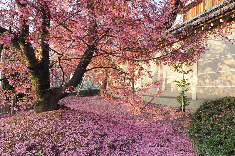 京都賞櫻景點》京都出町柳長德寺,粉色櫻花地毯好浪漫