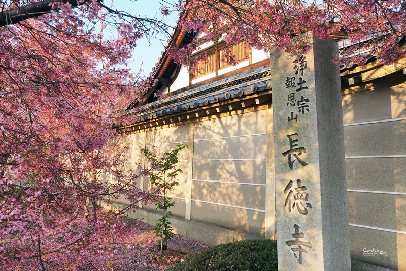 京都賞櫻景點》京都出町柳長德寺,粉色櫻花地毯好浪漫