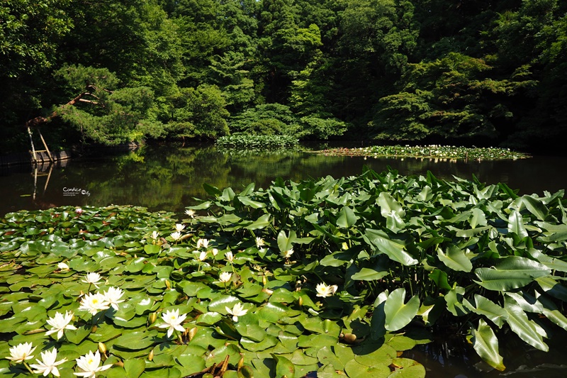 【東京景點】明治神宮,6月必訪明治神宮御苑,花菖蒲正開超美!