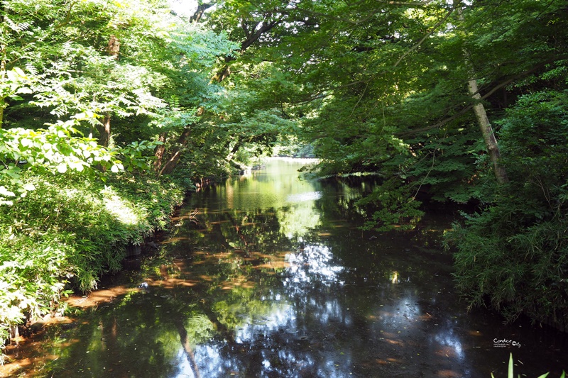 【東京景點】明治神宮,6月必訪明治神宮御苑,花菖蒲正開超美!