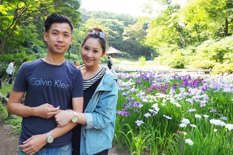 【東京景點】明治神宮,6月必訪明治神宮御苑,花菖蒲正開超美!