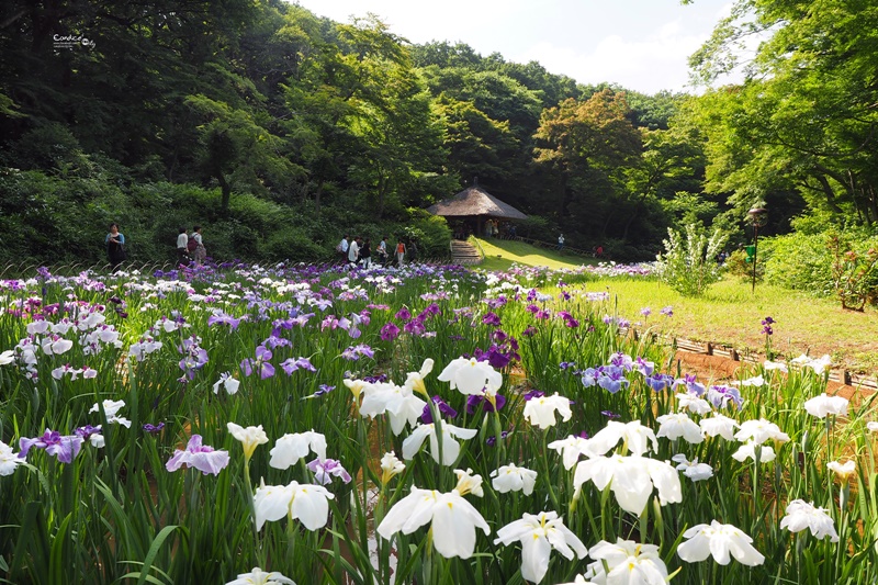 【東京景點】明治神宮,6月必訪明治神宮御苑,花菖蒲正開超美!