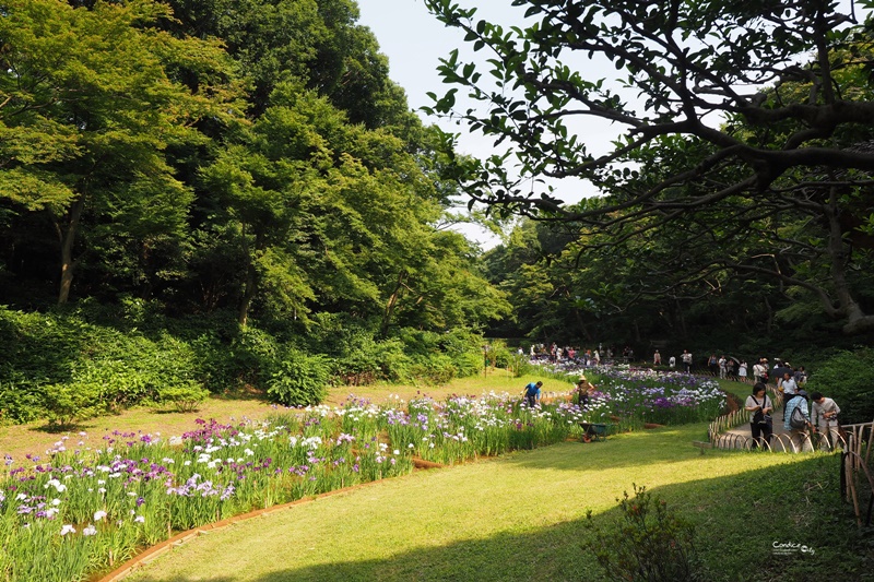 【東京景點】明治神宮,6月必訪明治神宮御苑,花菖蒲正開超美!