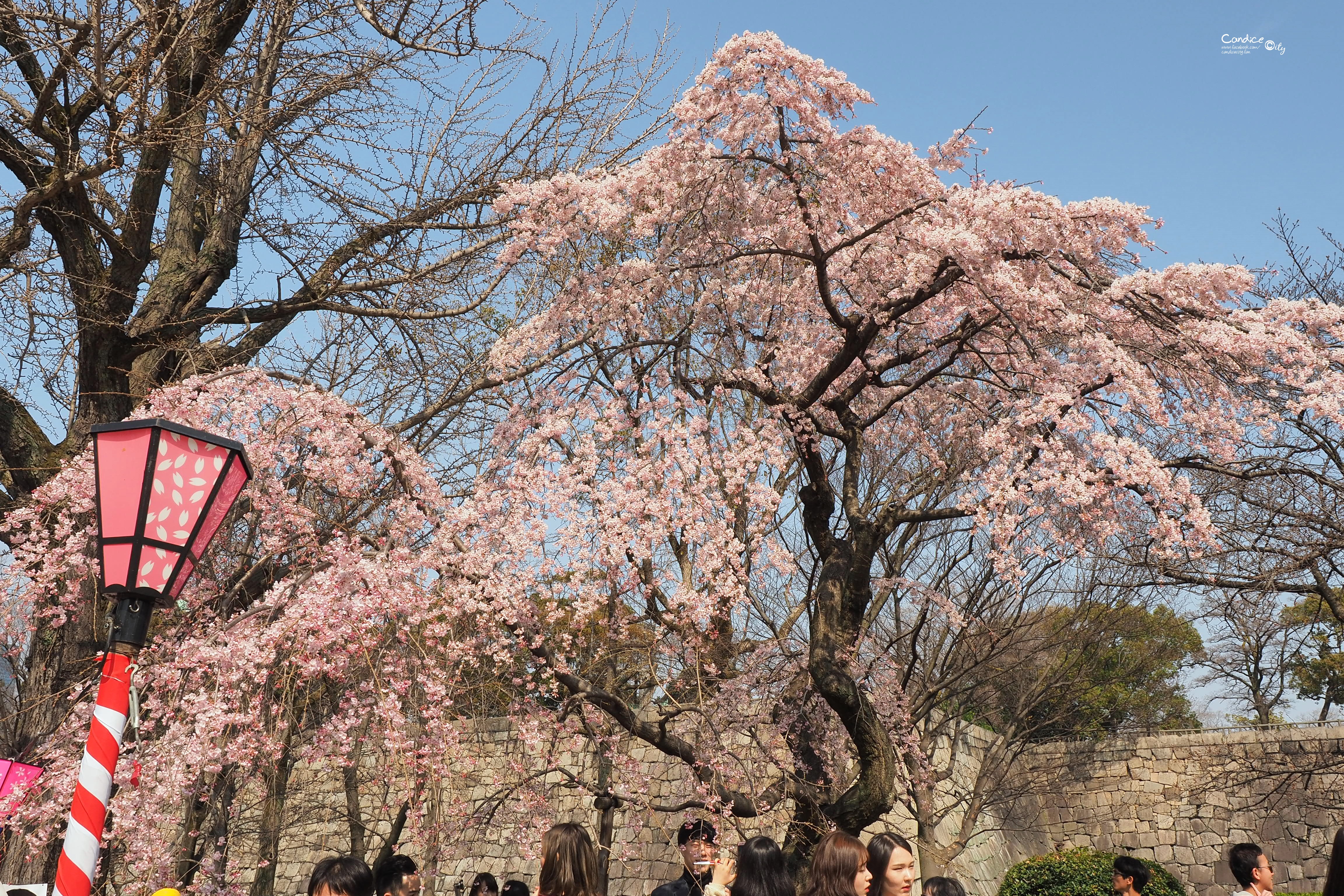 大阪景點》大阪城公園 賞櫻景點推薦 天守閣必訪! @陳小沁の吃喝玩樂