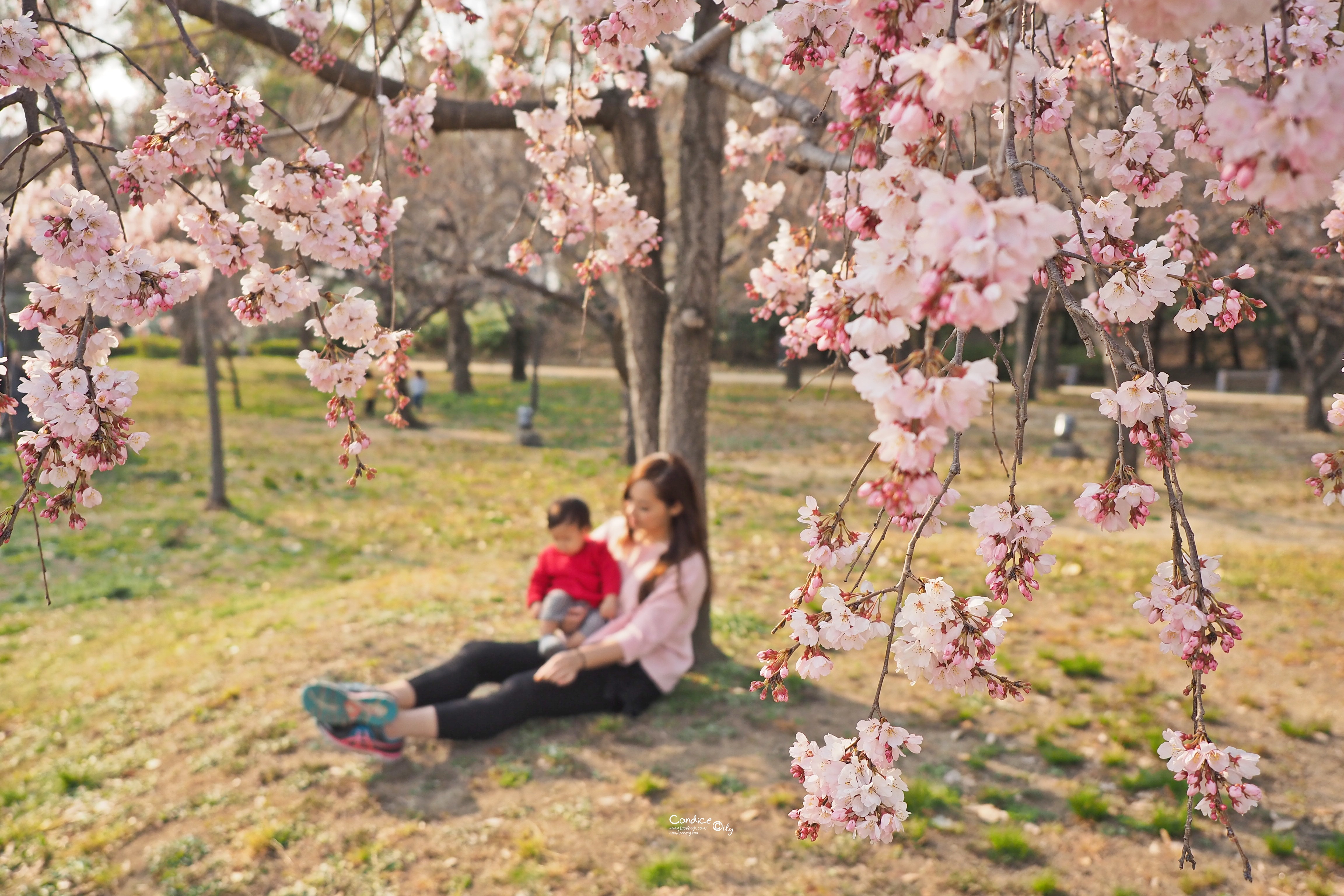 大阪景點》西之丸庭園 賞櫻景點 日本人野餐聖地 @陳小沁の吃喝玩樂