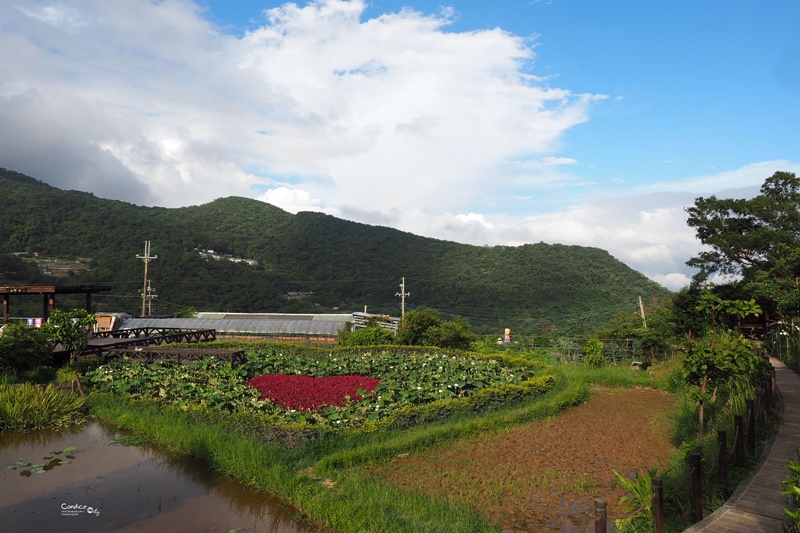 【內湖一日遊】白石湖吊橋,碧山巖風景,草莓園,737美食晚餐!完美約會行程(內湖景點推薦)