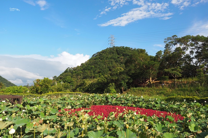 【內湖一日遊】白石湖吊橋,碧山巖風景,草莓園,737美食晚餐!完美約會行程(內湖景點推薦)