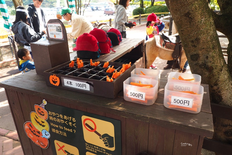 九州自然野生動物園｜九州必去景點!可以餵獅子,叢林巴士必搭!時間預約攻略!