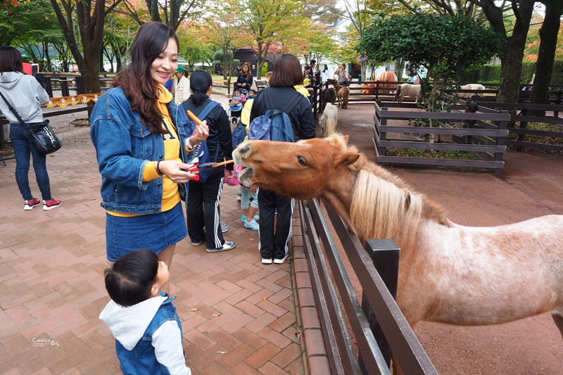 九州自然野生動物園｜九州必去景點!可以餵獅子,叢林巴士必搭!時間預約攻略!