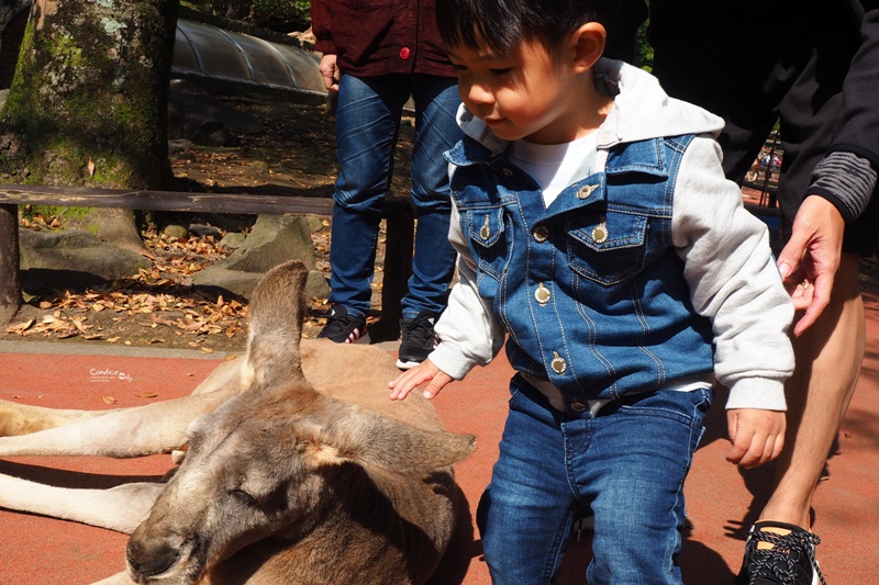 九州自然野生動物園｜九州必去景點!可以餵獅子,叢林巴士必搭!時間預約攻略!