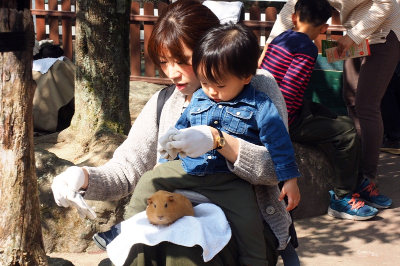 九州自然野生動物園｜九州必去景點!可以餵獅子,叢林巴士必搭!時間預約攻略!