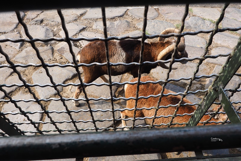 九州自然野生動物園｜九州必去景點!可以餵獅子,叢林巴士必搭!時間預約攻略!