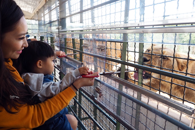 九州自然野生動物園｜九州必去景點!可以餵獅子,叢林巴士必搭!時間預約攻略! @陳小沁の吃喝玩樂