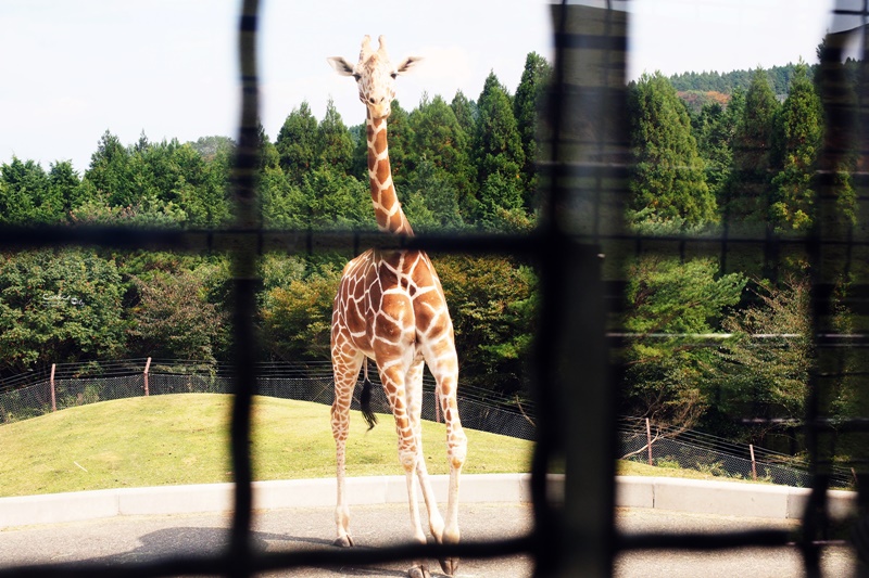 九州自然野生動物園｜九州必去景點!可以餵獅子,叢林巴士必搭!時間預約攻略!