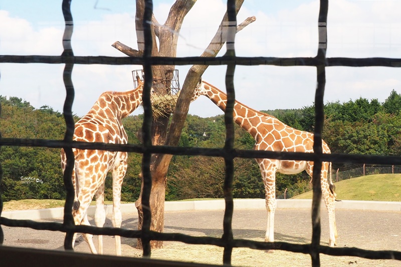 九州自然野生動物園｜九州必去景點!可以餵獅子,叢林巴士必搭!時間預約攻略!