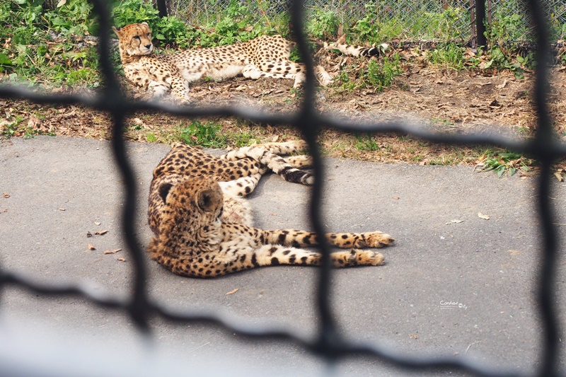 九州自然野生動物園｜九州必去景點!可以餵獅子,叢林巴士必搭!時間預約攻略!