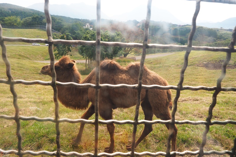 九州自然野生動物園｜九州必去景點!可以餵獅子,叢林巴士必搭!時間預約攻略!