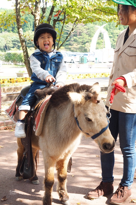 九州自然野生動物園｜九州必去景點!可以餵獅子,叢林巴士必搭!時間預約攻略!