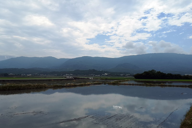 金城武樹&伯朗大道｜台東必訪景點,金城武廣告拍攝地!筆直道路超美!