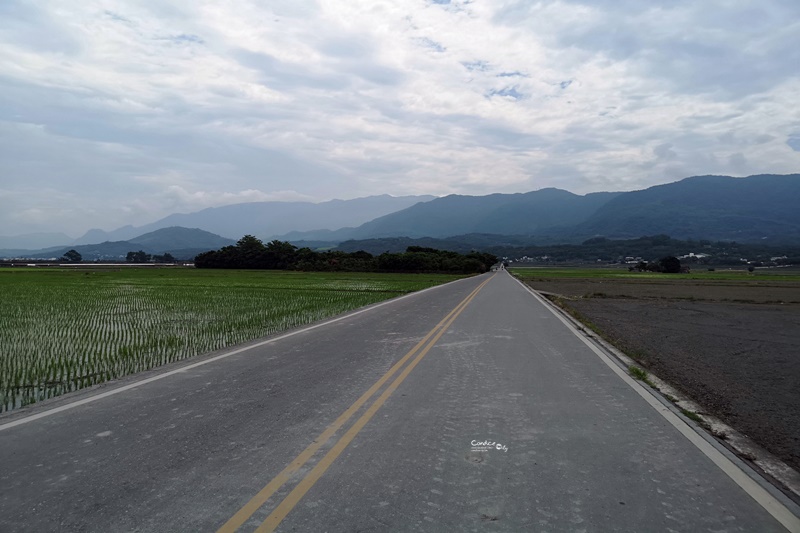 金城武樹&伯朗大道｜台東必訪景點,金城武廣告拍攝地!筆直道路超美!