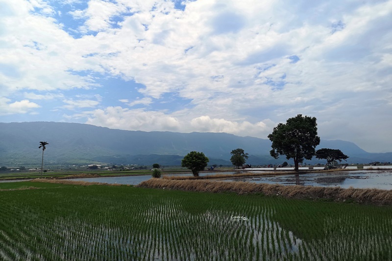 金城武樹&伯朗大道｜台東必訪景點,金城武廣告拍攝地!筆直道路超美!