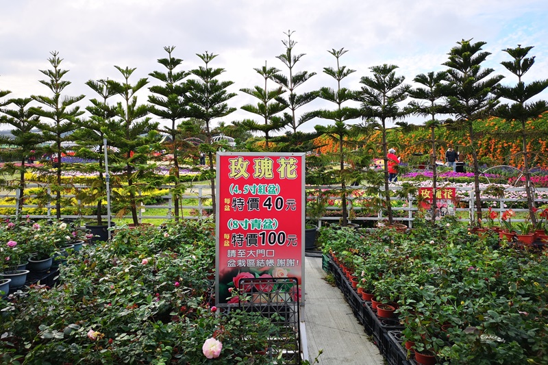 中社觀光花市花海｜超好拍的台中花海,鬱金香花季來囉!烤肉免費看花海(台中景點)