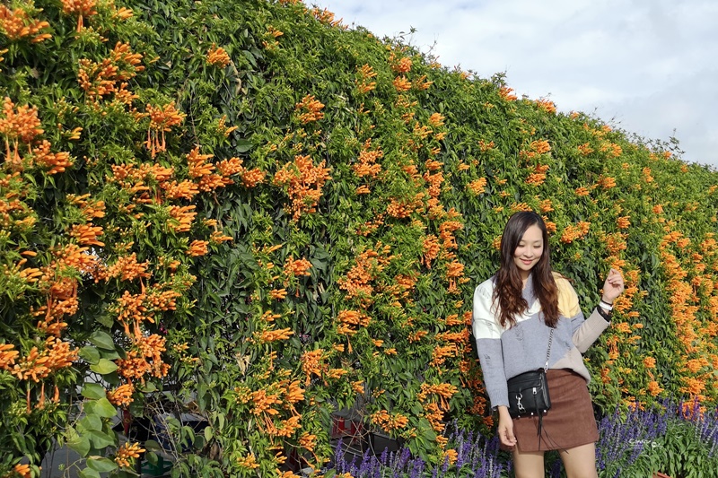 中社觀光花市花海｜超好拍的台中花海,鬱金香花季來囉!烤肉免費看花海(台中景點)