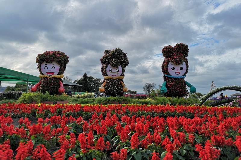 中社觀光花市花海｜超好拍的台中花海,鬱金香花季來囉!烤肉免費看花海(台中景點)