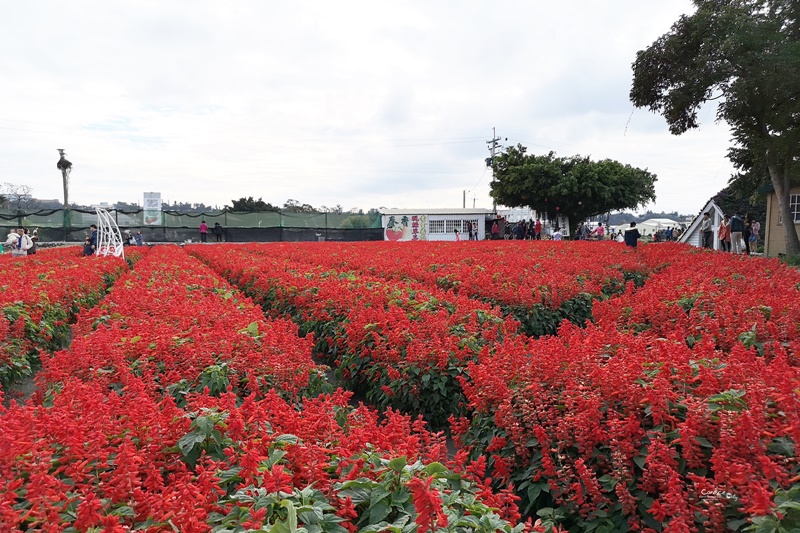 中社觀光花市花海｜超好拍的台中花海,鬱金香花季來囉!烤肉免費看花海(台中景點)