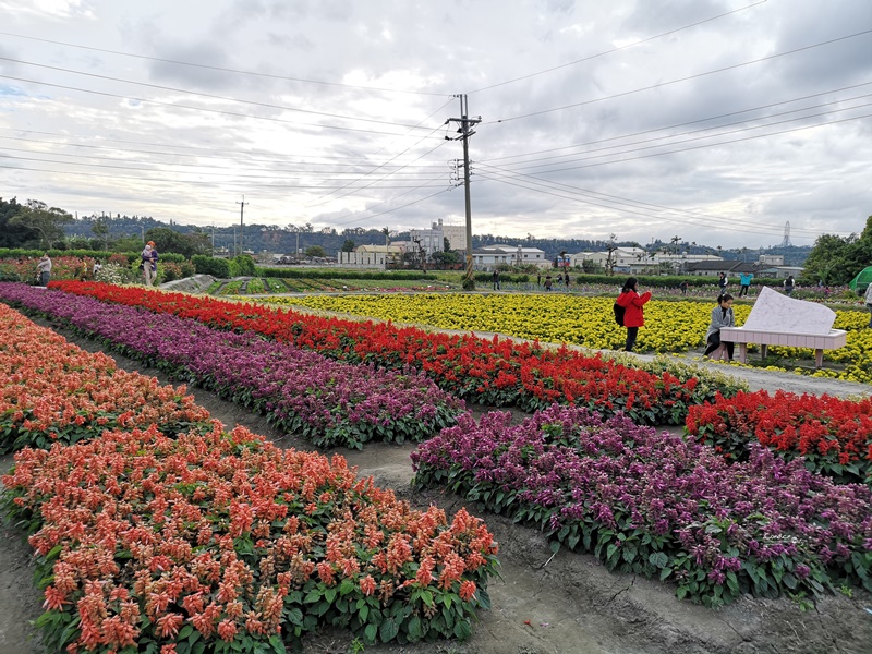 中社觀光花市花海｜超好拍的台中花海,鬱金香花季來囉!烤肉免費看花海(台中景點)