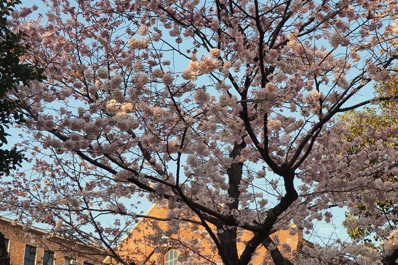 【京都賞櫻】賞櫻景點:同志社女子大學、鴨川,悠遊京都