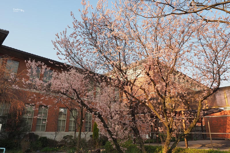 【京都賞櫻】賞櫻景點:同志社女子大學、鴨川,悠遊京都