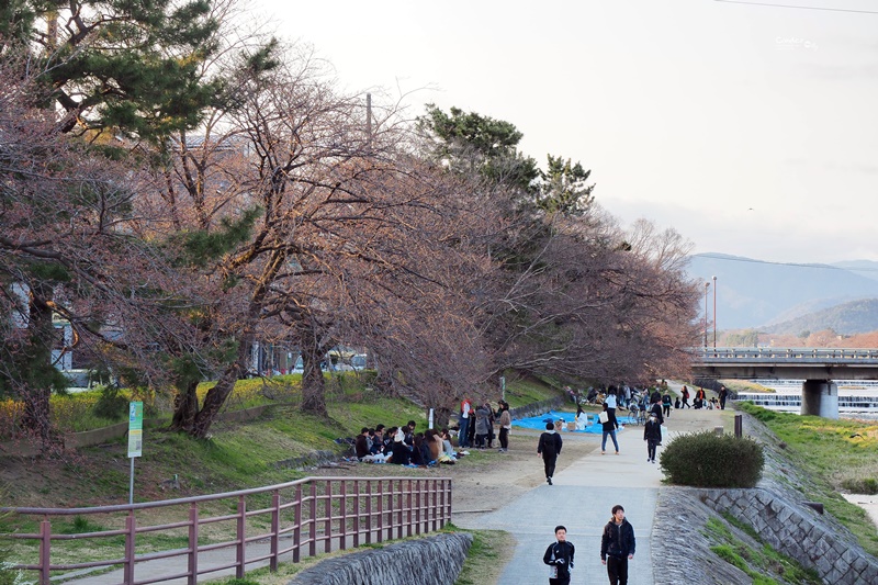 【京都賞櫻】賞櫻景點:同志社女子大學、鴨川,悠遊京都