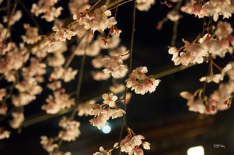 【京都賞櫻】賞櫻景點推薦:高瀨川,祇園夜櫻,京都漫步路線!