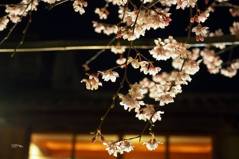 【京都賞櫻】賞櫻景點推薦:高瀨川,祇園夜櫻,京都漫步路線!