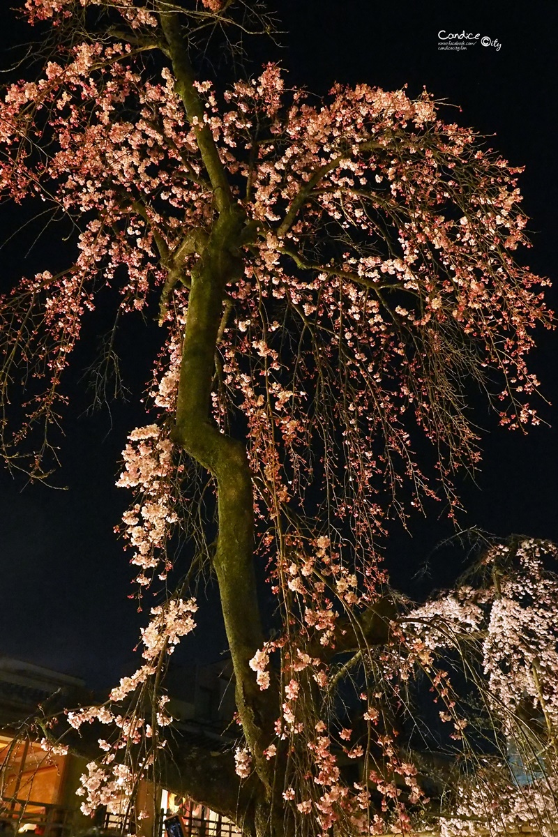 【京都賞櫻】賞櫻景點推薦:高瀨川,祇園夜櫻,京都漫步路線!