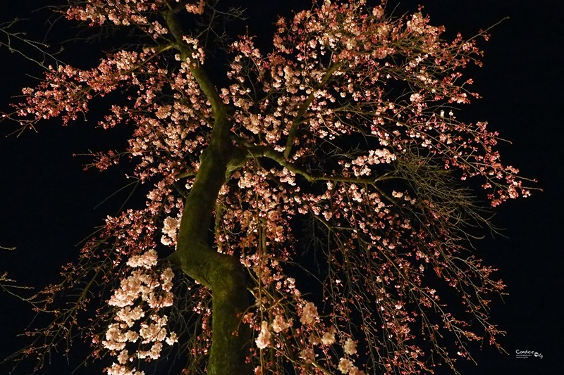 【京都賞櫻】賞櫻景點推薦:高瀨川,祇園夜櫻,京都漫步路線!