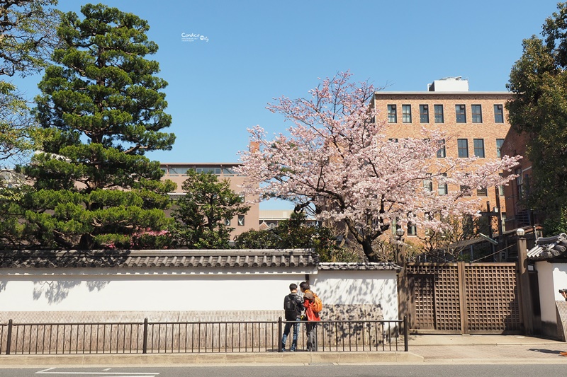 【京都賞櫻】賞櫻景點推薦:京都御苑,京都後花園,枝垂櫻美景!