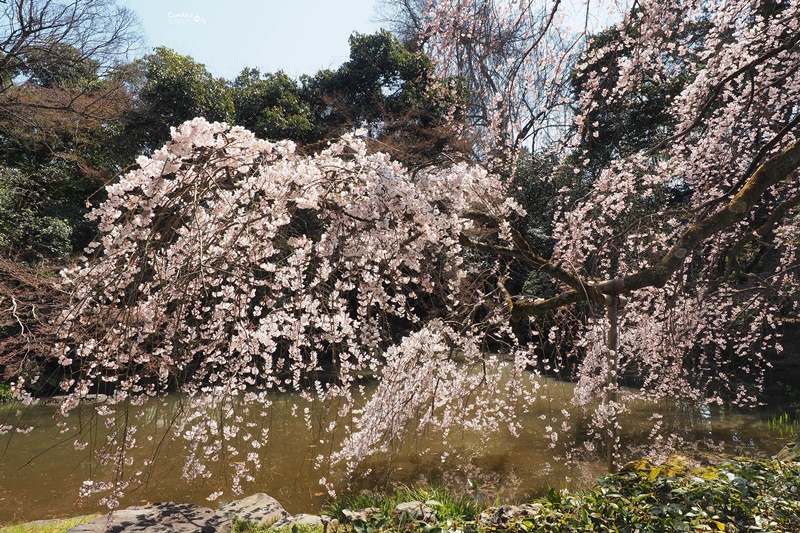 【京都賞櫻】賞櫻景點推薦:京都御苑,京都後花園,枝垂櫻美景!