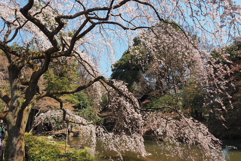 【京都賞櫻】賞櫻景點推薦:京都御苑,京都後花園,枝垂櫻美景!