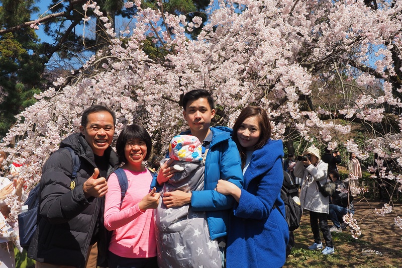 【京都賞櫻】賞櫻景點推薦:京都御苑,京都後花園,枝垂櫻美景!