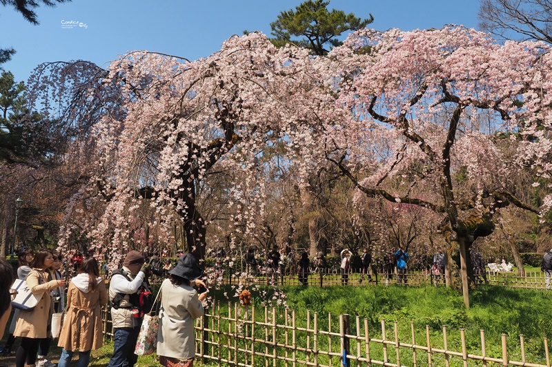 【京都賞櫻】賞櫻景點推薦:京都御苑,京都後花園,枝垂櫻美景! @陳小沁の吃喝玩樂