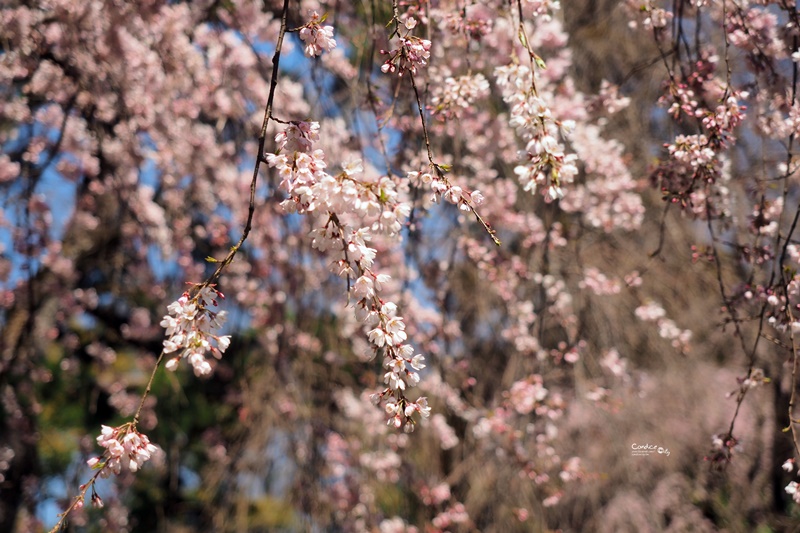 【京都賞櫻】賞櫻景點推薦:京都御苑,京都後花園,枝垂櫻美景!